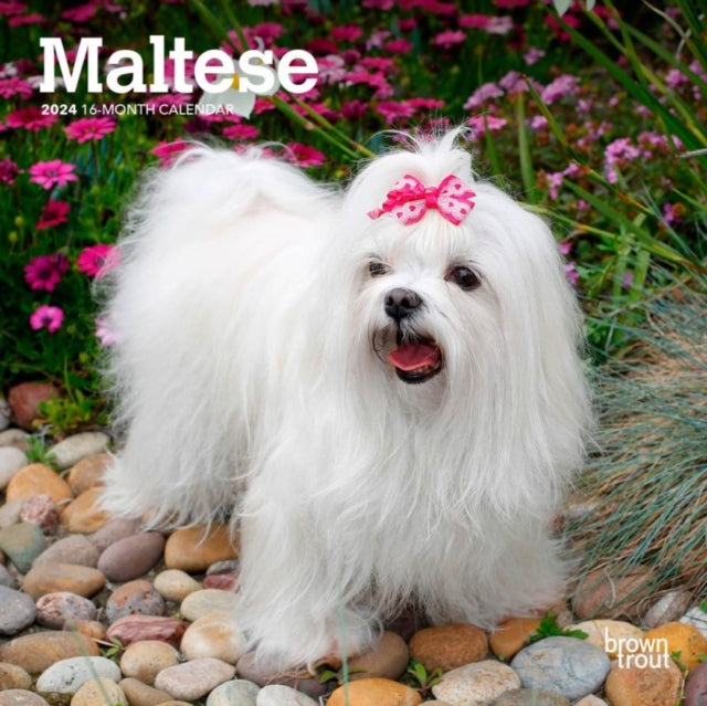 MALTESE 2024 MINI 7X7