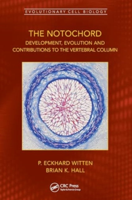The Notochord: Development, Evolution and contributions to the vertebral column
