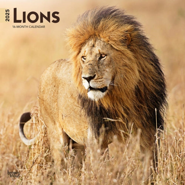 Lions 2025 Square Wrap