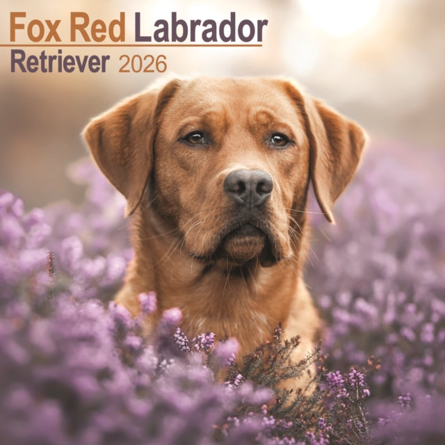 Fox Red Labrador Retriever Calendar 2026 Square Dog Breed Wall Calendar - 16 Month
