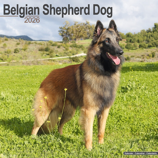 Belgian Shepherd Dog Calendar 2026 Square Dog Breed Wall Calendar - 16 Month
