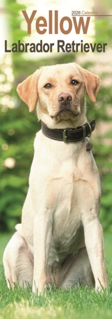 Yellow Labrador Retriever Slim Calendar 2026 Dog Breed Slimline Calendar - 12 Month