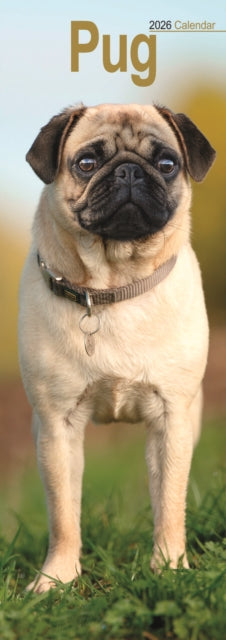 Pug Slim Calendar 2026 Dog Breed Slimline Calendar - 12 Month