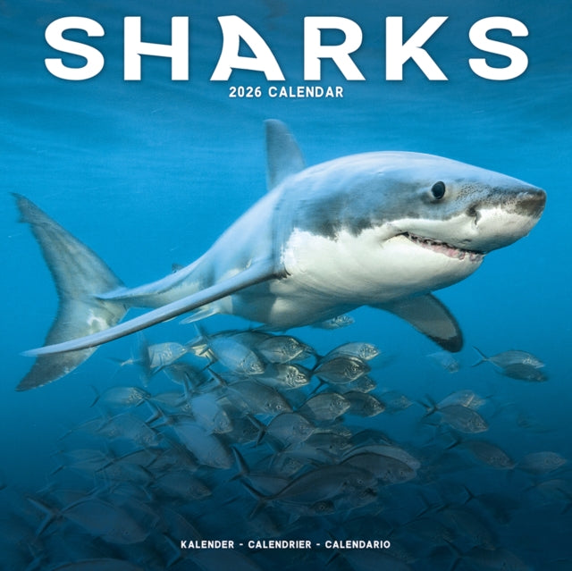 Sharks Calendar 2026 Square Animal Wall Calendar - 16 Month