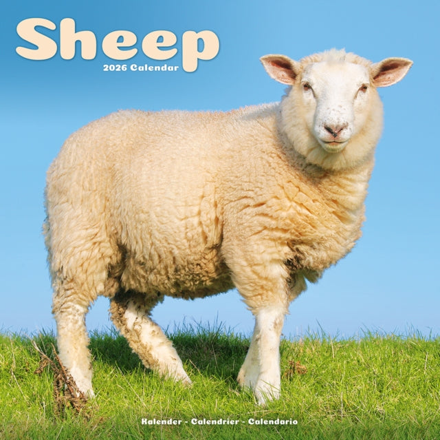Sheep Calendar 2026 Square Farm Animal Wall Calendar - 16 Month