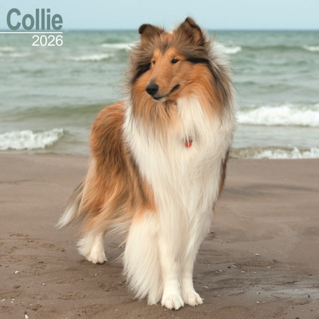 Collie Calendar 2026 Square Dog Breed Wall Calendar - 16 Month