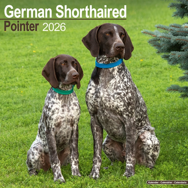 German Shorthair Pointer Calendar 2026 Square Dog Breed Wall Calendar - 16 Month