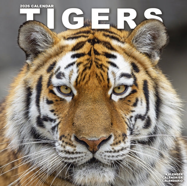 Tigers Calendar 2026 Square Wildlife Safari Big Cats Wall Calendar - 16 Month