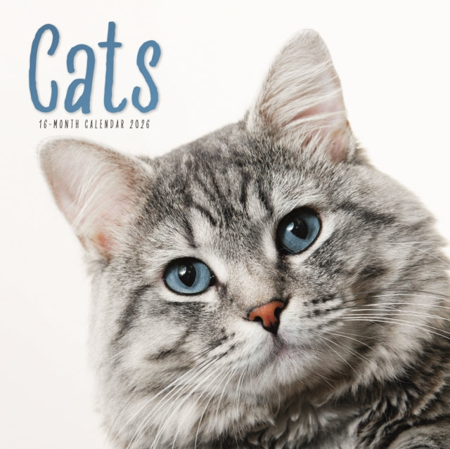 Cats Square Wall Sunday Start Calendar 2