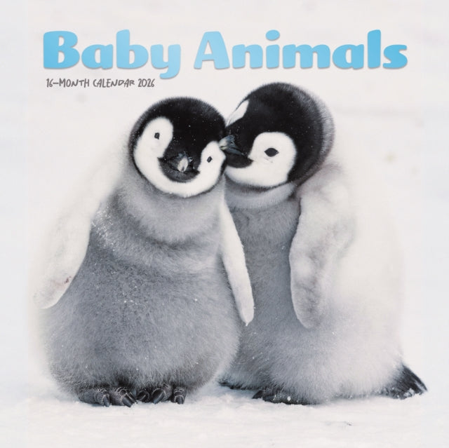 Baby Animals Square Mini Sunday Start Ca