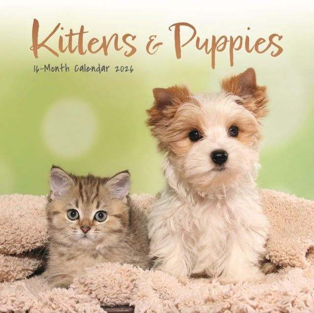 Kittens Puppies Square Mini Sunday Start