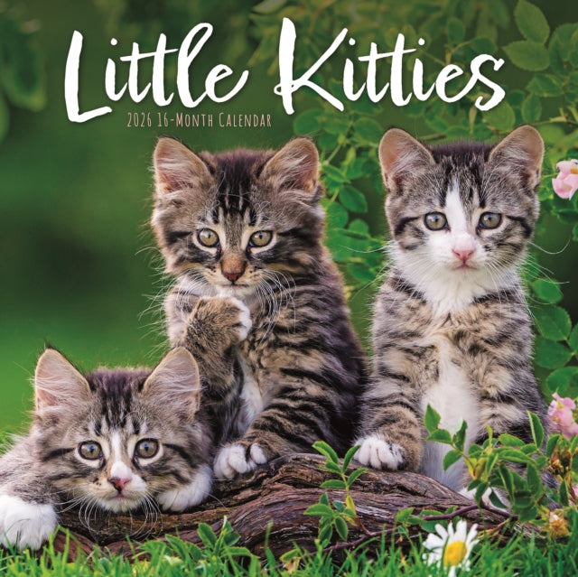 Little Kitties Square Wall Sunday Start