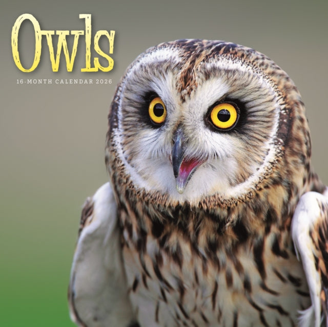 Owls Square Wall Sunday Start Calendar 2