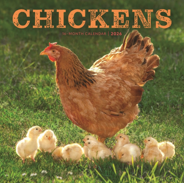 Chickens Square Wall Sunday Start Calend
