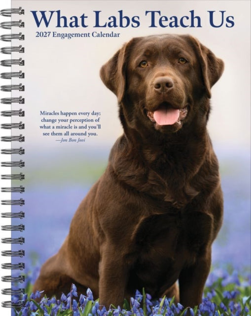 What Labs Teach Us 2027 Engagement
