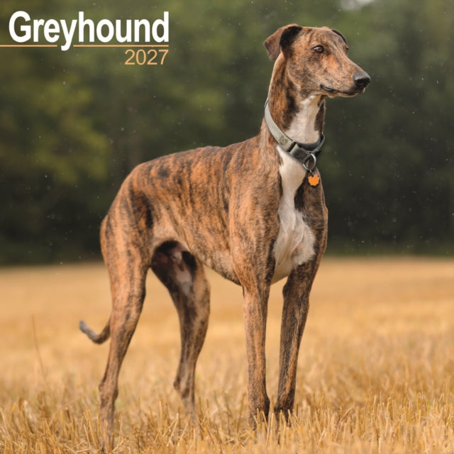 Greyhound