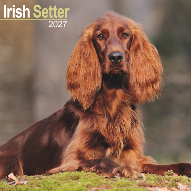 Irish Setter
