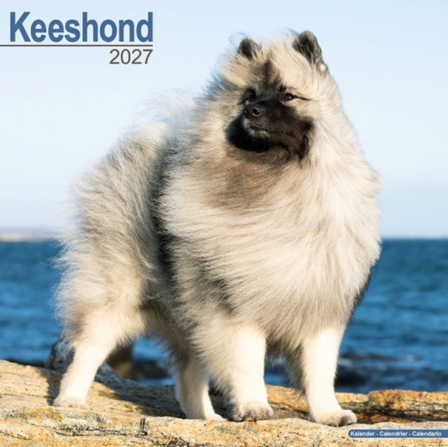 Keeshond