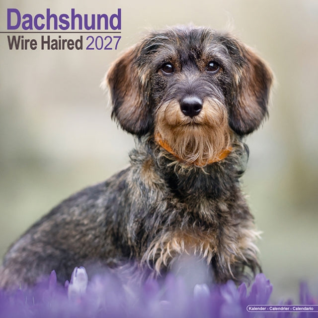 Wirehaired Dachshund