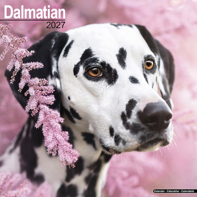 Dalmatian