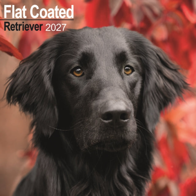 Flatcoated Retriever