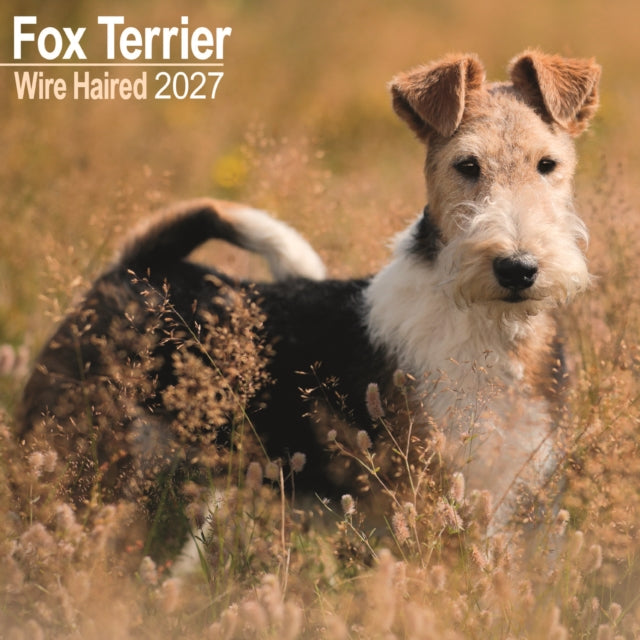 Fox Terrier Wirehaired