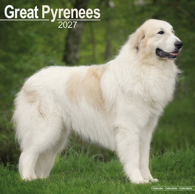 Great Pyrenees