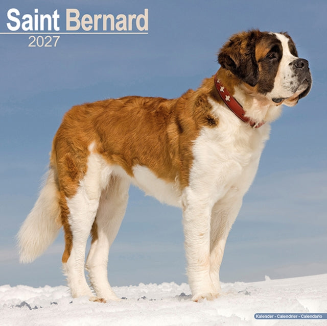 Saint Bernard