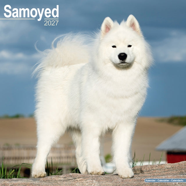 Samoyed