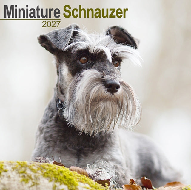 Schnauzer Miniature