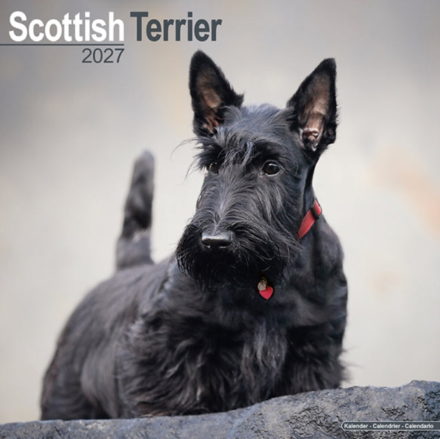 Scottish Terrier