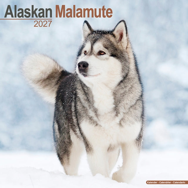 Alaskan Malamute