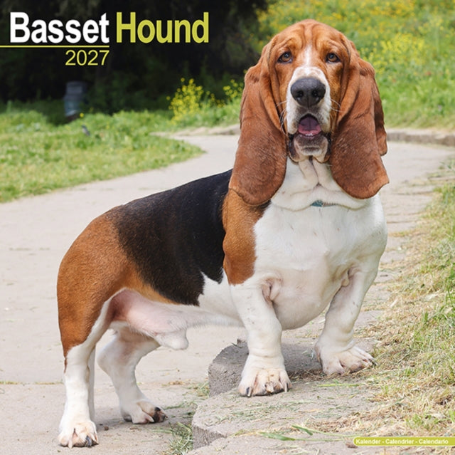 Basset Hound