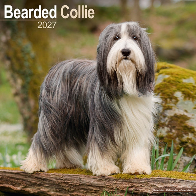 Bearded Collie