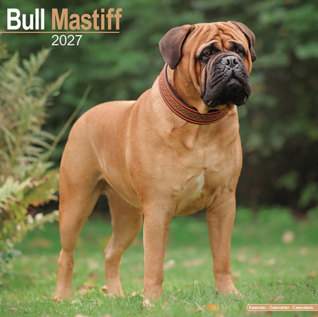 Bull Mastiff