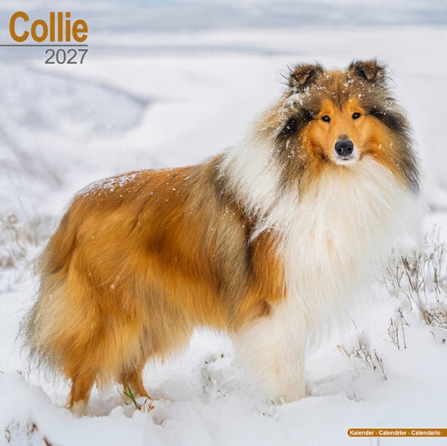Collie