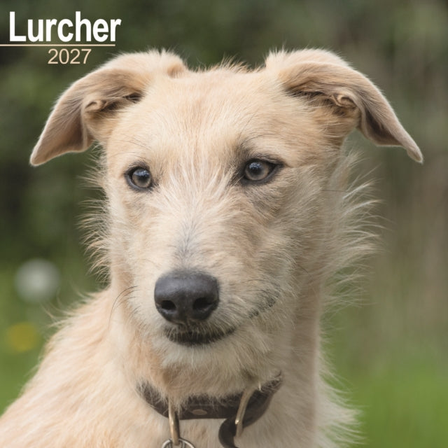 Lurcher