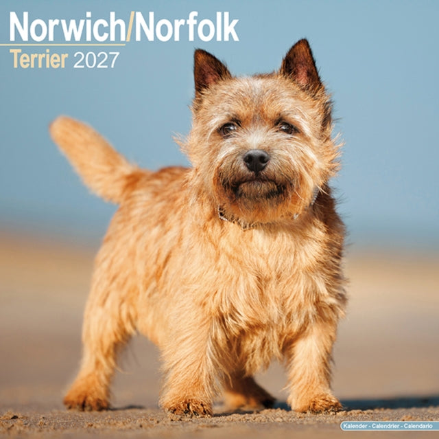 Norwichnorfolk Terrier
