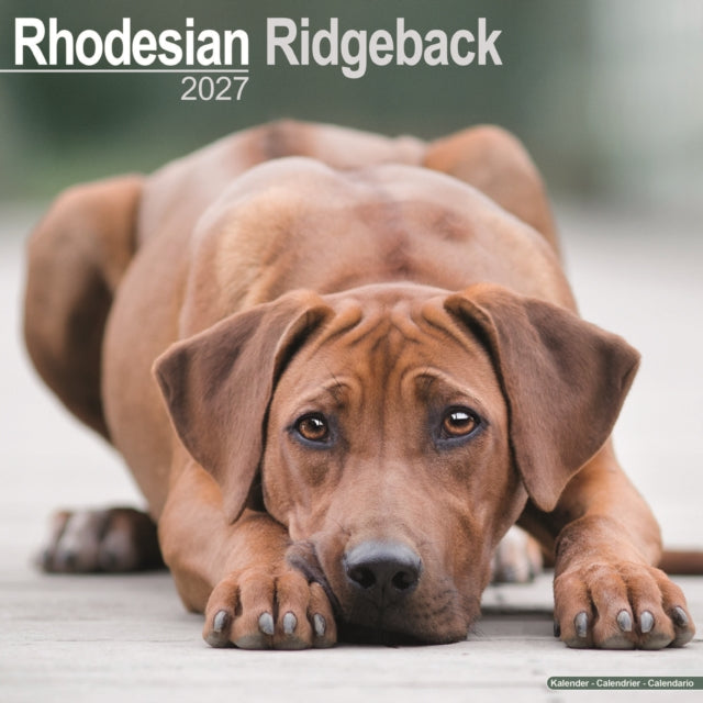 Rhodesian Ridgeback