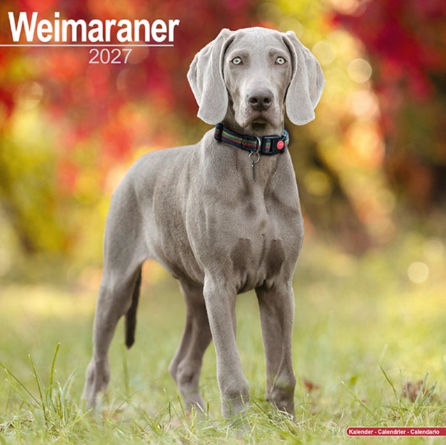 Weimaraner