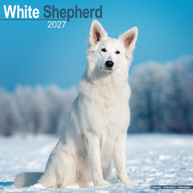 White Shepherd