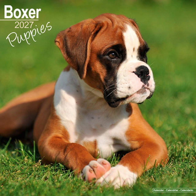 Boxer Puppies