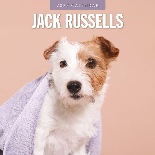 Jack Russells 2027 Square Wall Calendar cover
