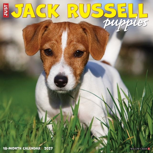 Jack Russell Puppies 2027 Wall cover