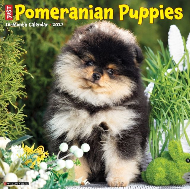 Pomeranian Puppies 2027 Wall cover