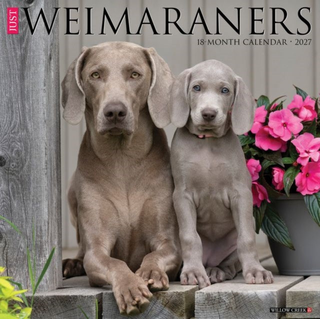 Weimaraners 2027 Wall cover