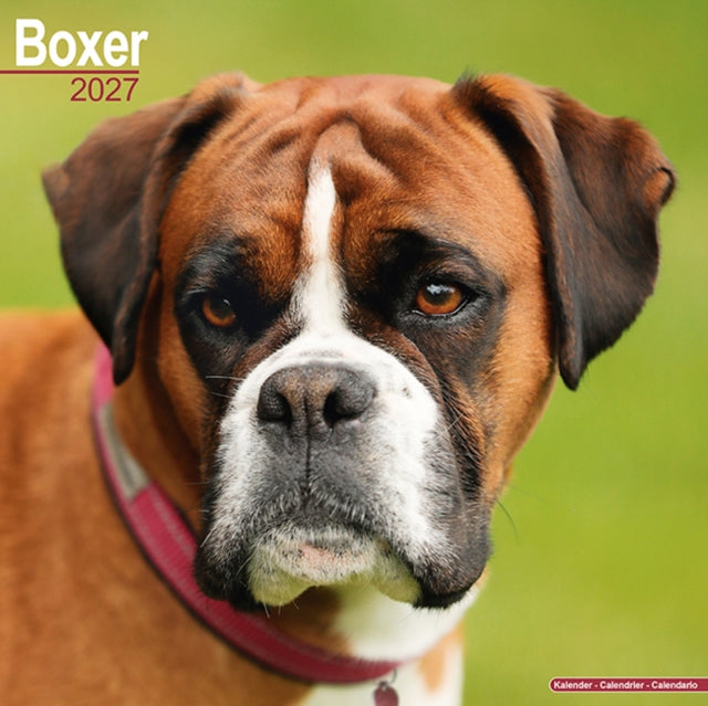 Boxer Wall cover