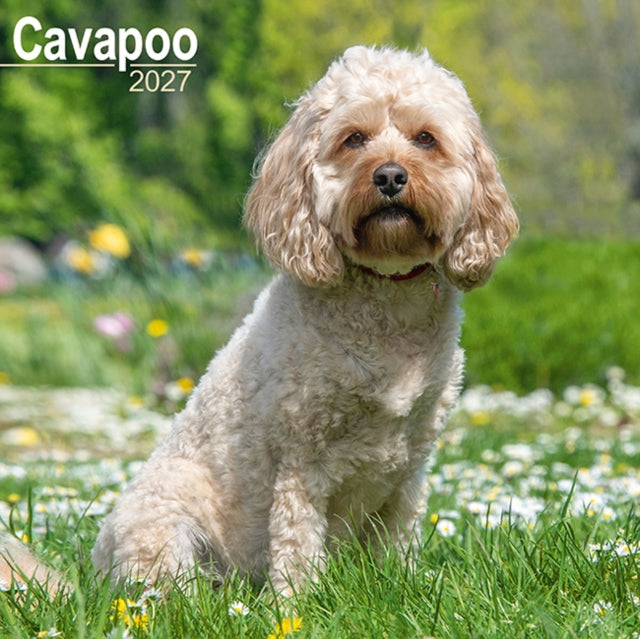 Cavapoo Wall cover