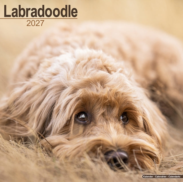Labradoodle Wall cover