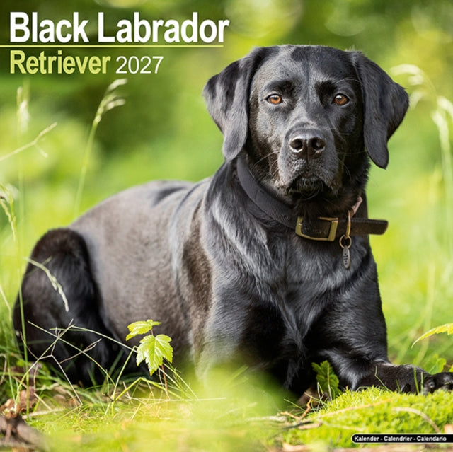 Labrador Retriever Black Wall cover